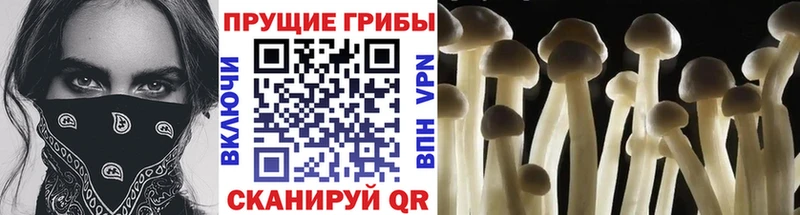 KRAKEN зеркало  Шахунья  Галлюциногенные грибы мицелий 
